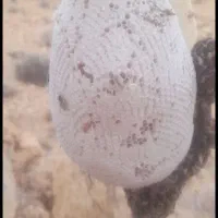 عسل کوهی اصل|خوردنی و آشامیدنی|شیراز, میانرود|دیوار