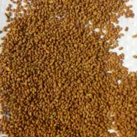 بذر یونجه پایه بلند قره یونجه