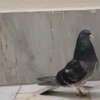 خرقه روس سبز و زره|پرنده|اصفهان, شهرک کاوه|دیوار