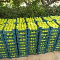 هرس تخصصی درختان میوه