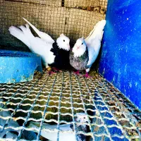 فروش دمی دوکت طوقی