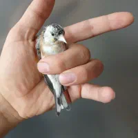 سهره ماده گل نقره ای رنگ روشن|پرنده|فردیس, شهرک ناز|دیوار