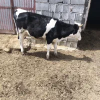 تلیسه سمینتال پا کل گوساله