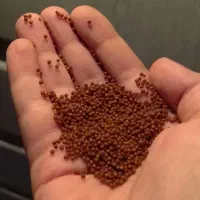 ماهی قرمز تکی|ماهی|زاهدان, |دیوار