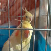 ۲عدد عروس هلندی نر وماده