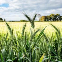 فروشنده یک دانگ آب و زمین صوغان