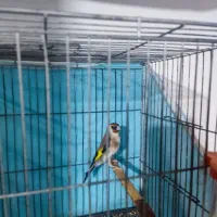 سهره نر دهن باغی دوساله تازه صاف|پرنده|دیواندره, |دیوار