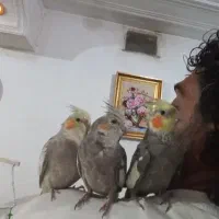 فروش ۳عدد عروس هلندی نروماده دستی وسخنگو|پرنده|شیراز, پشم شیشه|دیوار