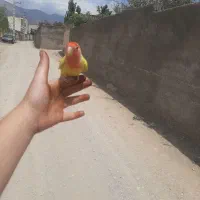 گمشده در تهران افسریه