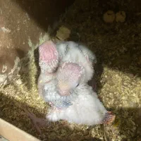 گرینچیک دبل اکستریم رد