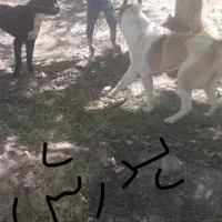 توله سگ|سگ|شیروان (خراسان), |دیوار