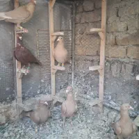 کبوترزرد سرخ