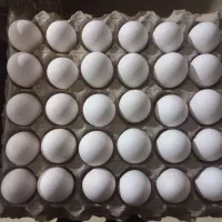 کارگر برای مرغداری تخمگذار