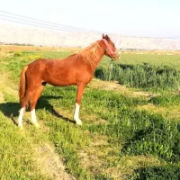 اسب|اسب و تجهیزات اسبسواری|بهبهان, |دیوار