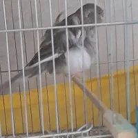 قناری فر ماده