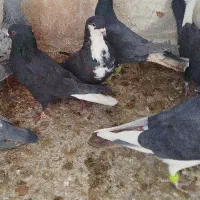 رسمی سیاه|حیوانات|زرند, |دیوار