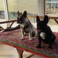 فرنچ بولداگ|سگ|ابریشم, |دیوار