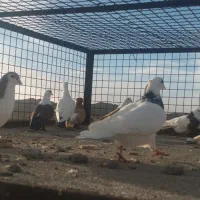 ۱۶ کفتر رنگی پرشی