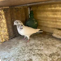 کبوتران همه یکجا دونه ای ۴۰۰ هزارتومان|پرنده|تهران, شهرک شریعتی|دیوار