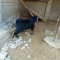 یک پازن فروشی|حیوانات مزرعه|برازجان, |دیوار