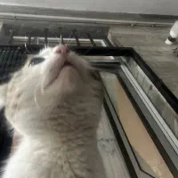 گربه|گربه|رشت, شهرک آیت الله منتظری|دیوار