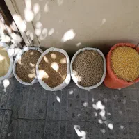 گندم دانه پارس ذرت