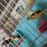 قناری عروس دستی|پرنده|مشهد, نظام دوست|دیوار