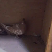 حیوان|پرنده|قوچان, |دیوار