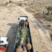 اقلیم قم خیلی کم آبه نخل یه گزینه خوبه پالم|خدمات باغبانی و درختکاری|قم, انصارالحسین|دیوار