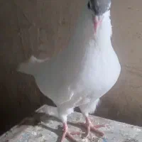 کبوترکله طوقی امری خال کرباتی