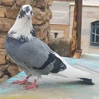 نر ابلغ سبز مست و پرشی