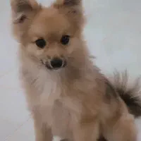 پامر روباهی