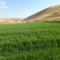 یونجه ،|خدمات باغبانی و درختکاری|کرمانشاه, |دیوار
