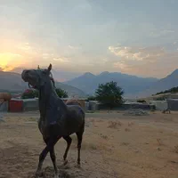 کره اسب مادیان|اسب و تجهیزات اسبسواری|کرمانشاه, |دیوار