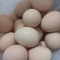 تخم مرغ نطفه دار نژاد استرالوپ