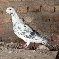 گرفتنی|پرنده|زابل, |دیوار