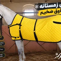 اسب|اسب و تجهیزات اسب‌سواری|زنجان, |دیوار