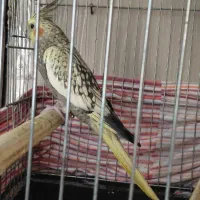 مولد جفت گیری کردن ۲ تا جوجه عروس هلندی|پرنده|تهران, جوادیه تهرانپارس|دیوار