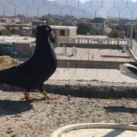 فروش کبوتر ذاغ آبادانی نر