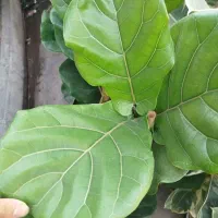 گل فیکوس لیراتا 1 متری