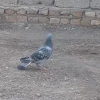 نرمگس جانسون