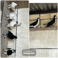 کبوتر یا کفتر