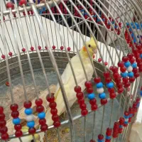 2عدد عروس هلندی