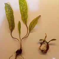 گیاه آکواریوم پلنت