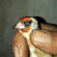 سهره|پرنده|نورآباد, |دیوار