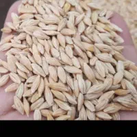 فروش عمده جو درجه یک اعلا|خدمات باغبانی و درختکاری|بهشهر, |دیوار