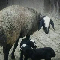 بره.قـوچ.میـش.اصیل نژاد چند قلوزای شال