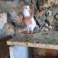 طوقی لیمو|پرنده|سرپل ذهاب, |دیوار