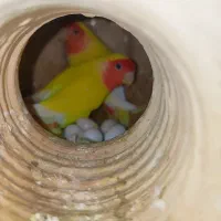 فروش چهار جفت طوطی برزیلی مولد درجه یک