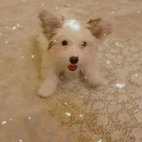 واگذاری سگ|سگ|تبریز, |دیوار